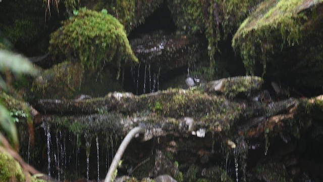 Little Forktail - ML650954325