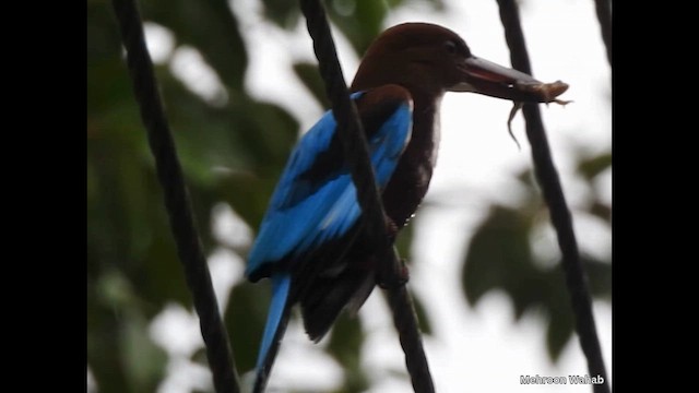 White-throated Kingfisher - ML650954387