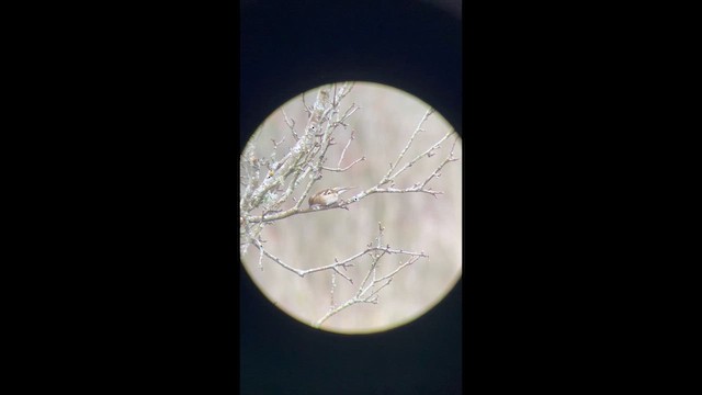 Common Chaffinch - ML650954406