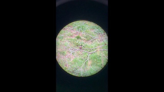 Eurasian Bullfinch - ML650954442