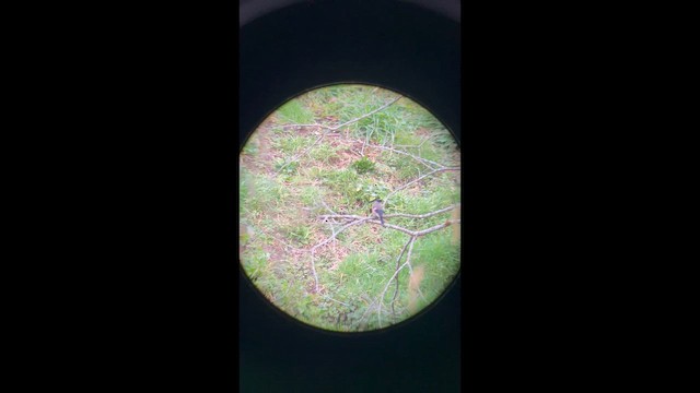 Eurasian Bullfinch - ML650954446