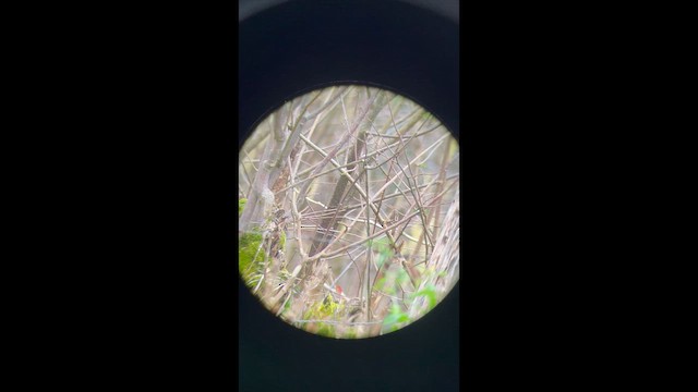 Eurasian Wren - ML650954469