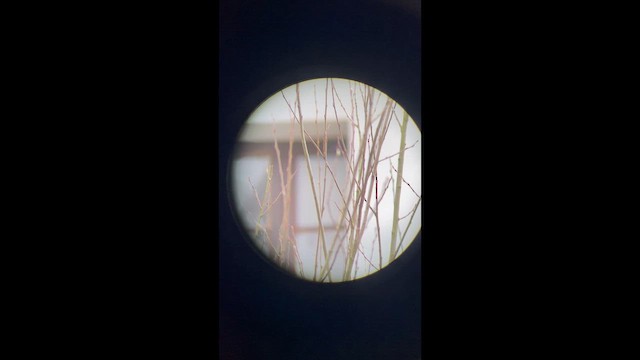 Great Tit - ML650954495