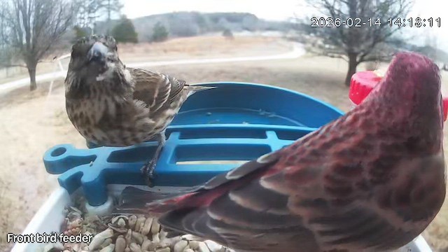 Purple Finch - ML650954551