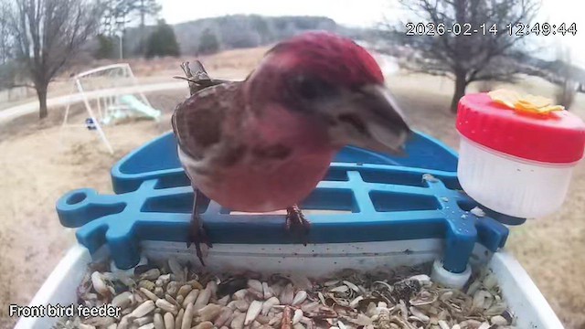 Purple Finch - ML650954593