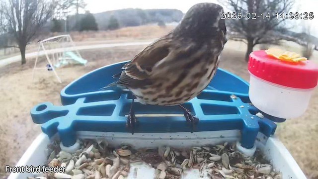 Purple Finch - ML650954594