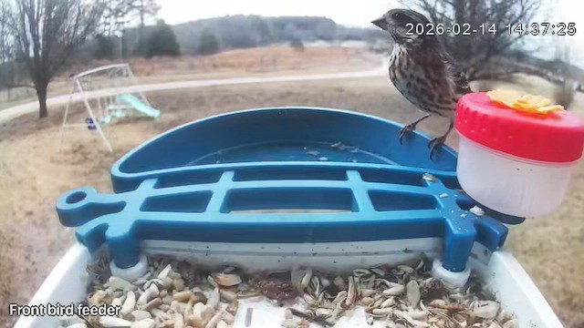 Purple Finch - ML650954595