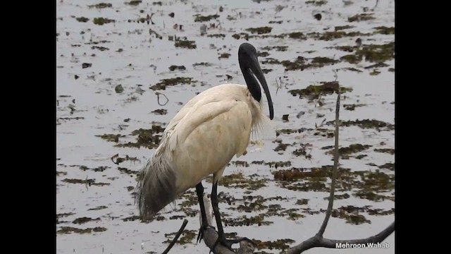 Black-headed Ibis - ML650954770