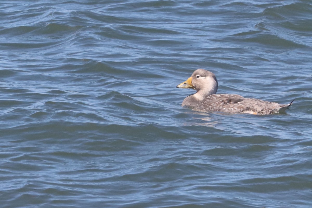 Quetro Cabeciblanco - ML650954807