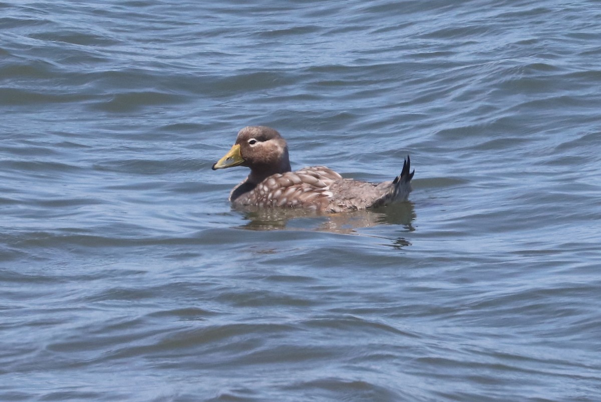 Quetro Cabeciblanco - ML650954808