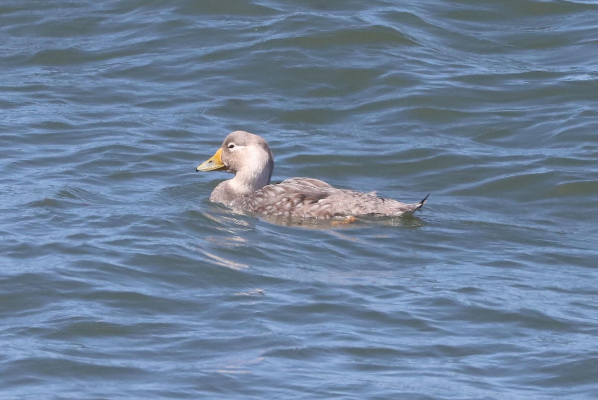 Quetro Cabeciblanco - ML650954809
