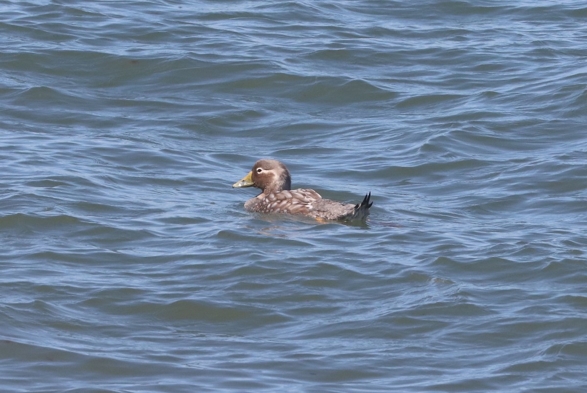 Quetro Cabeciblanco - ML650954810