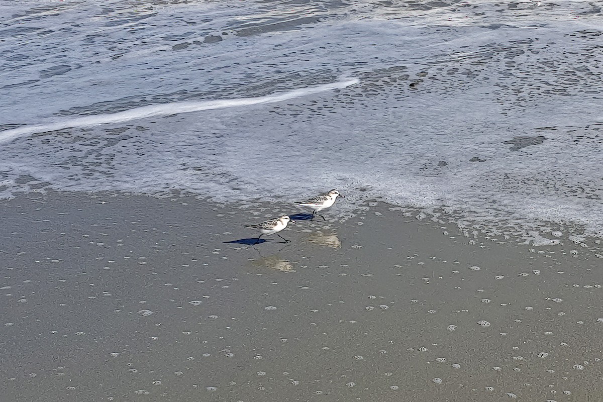 Песчанка - ML650955104