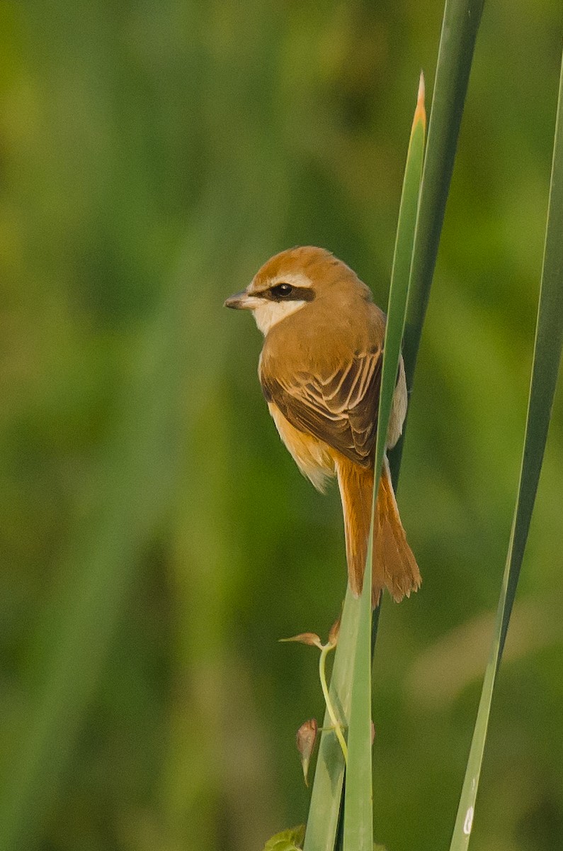 Kahverengi Örümcekkuşu - ML650955129