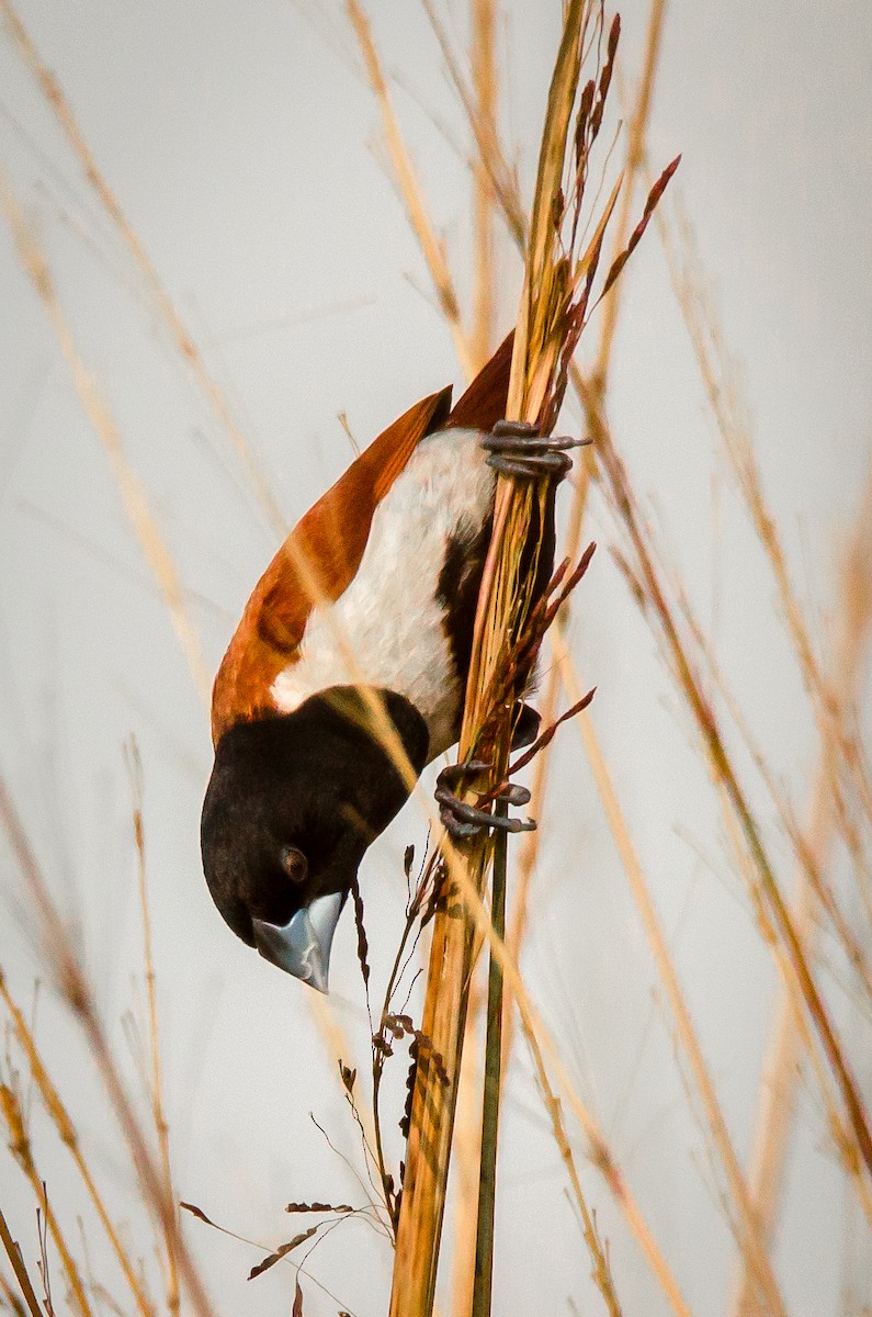 Üç Renkli Munya - ML650955135