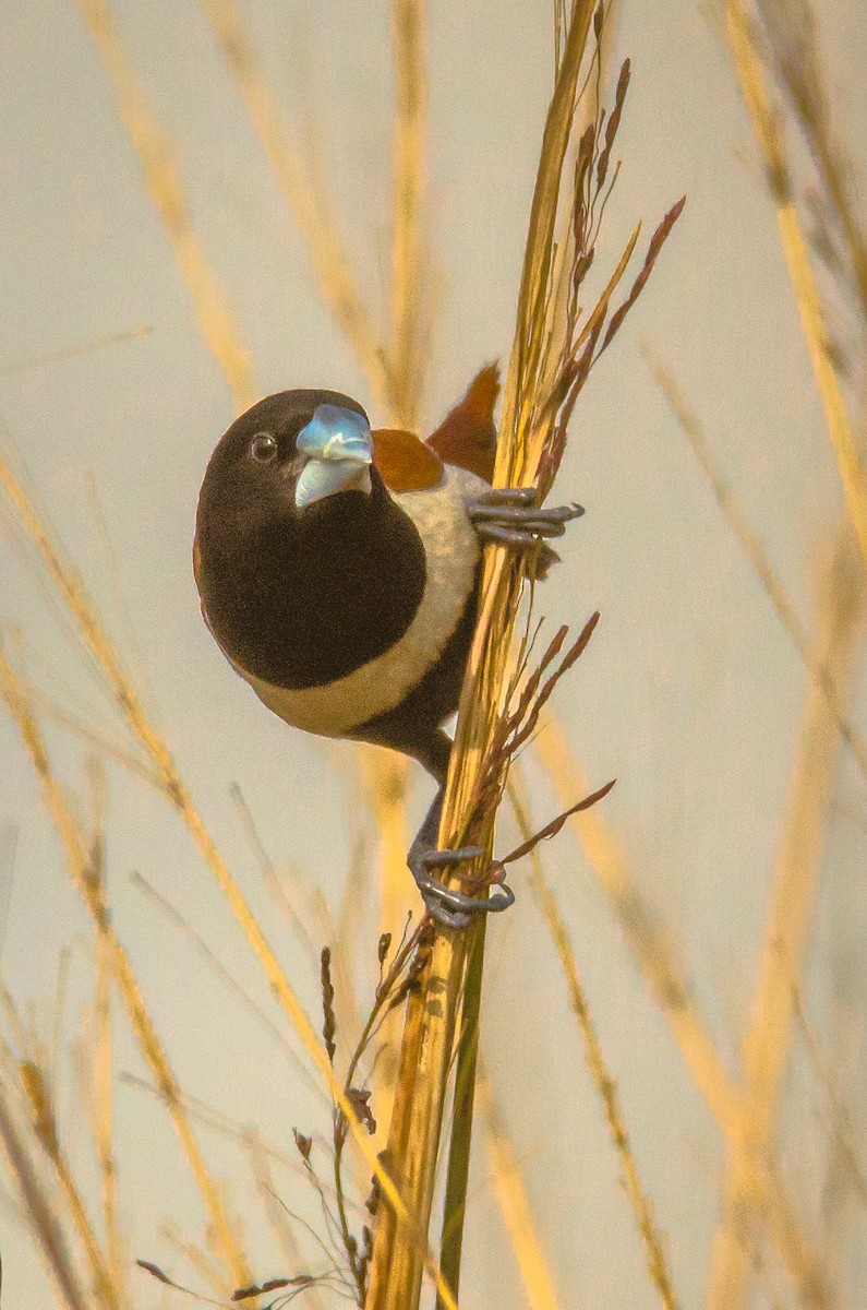 Üç Renkli Munya - ML650955141