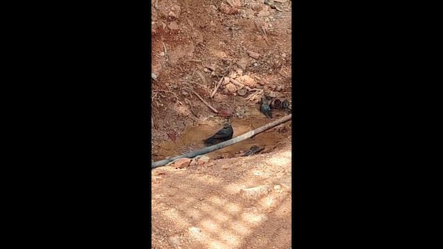 Indian Robin - ML650955284