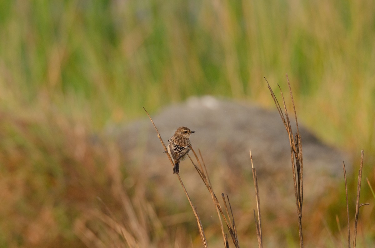 Sibirya Taşkuşu - ML650955300