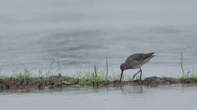 Long-billed Dowitcher - ML650955301