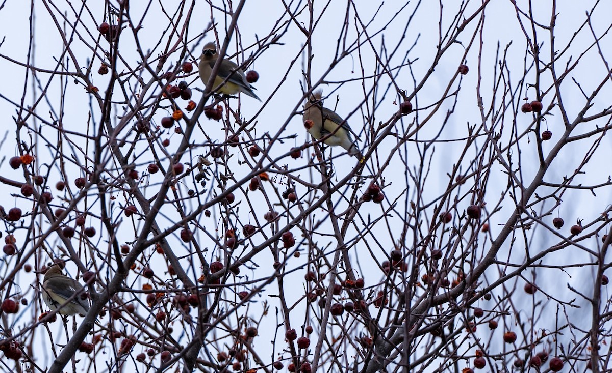 ヒメレンジャク - ML650955311