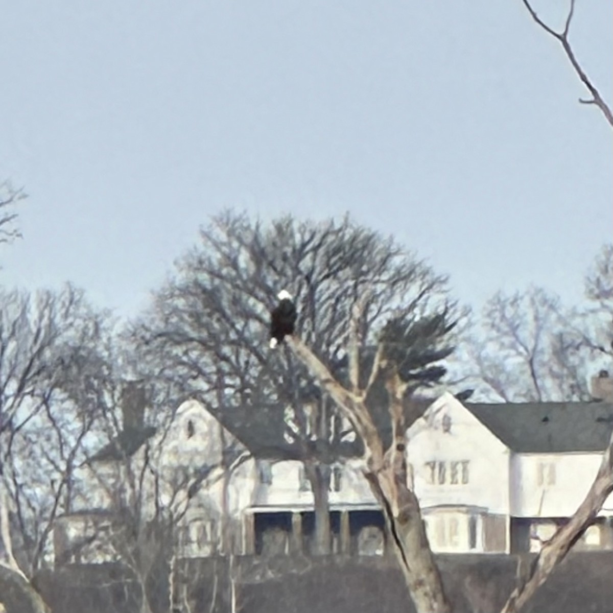 orel bělohlavý - ML650955504