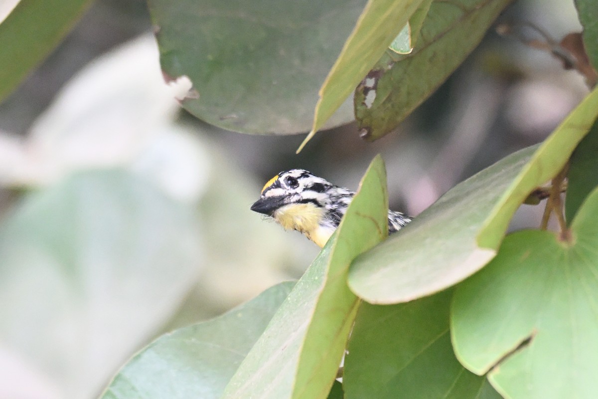 Yellow-fronted Tinkerbird - ML650955569