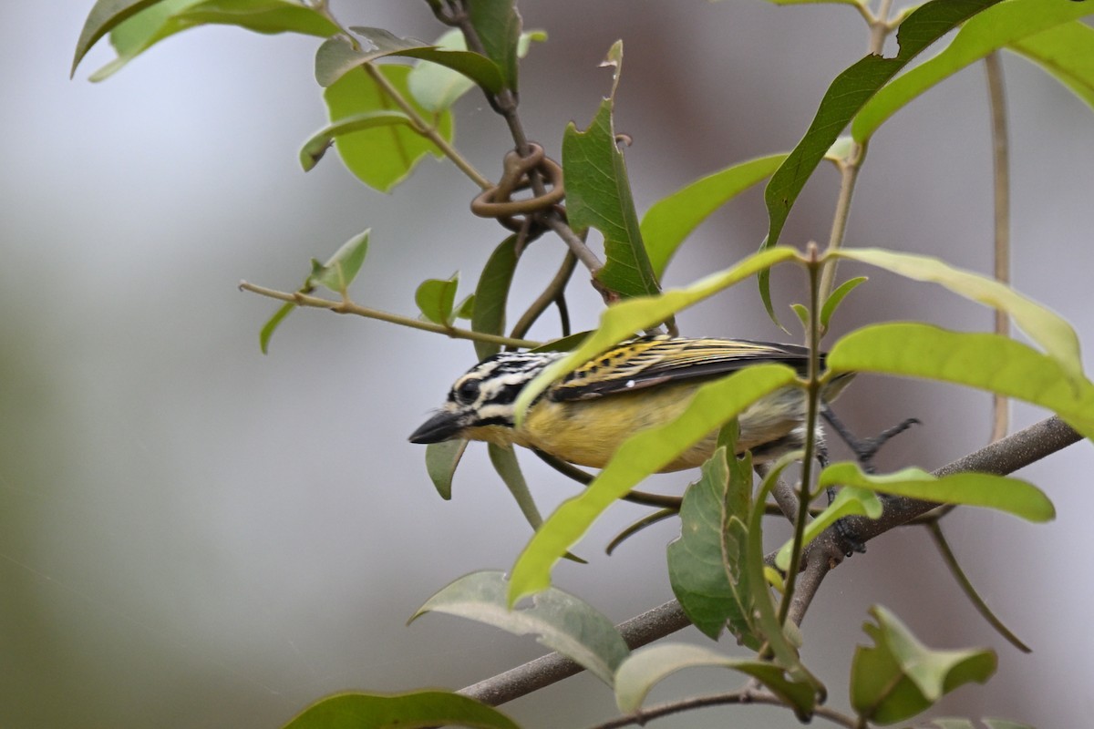 Yellow-fronted Tinkerbird - ML650955570