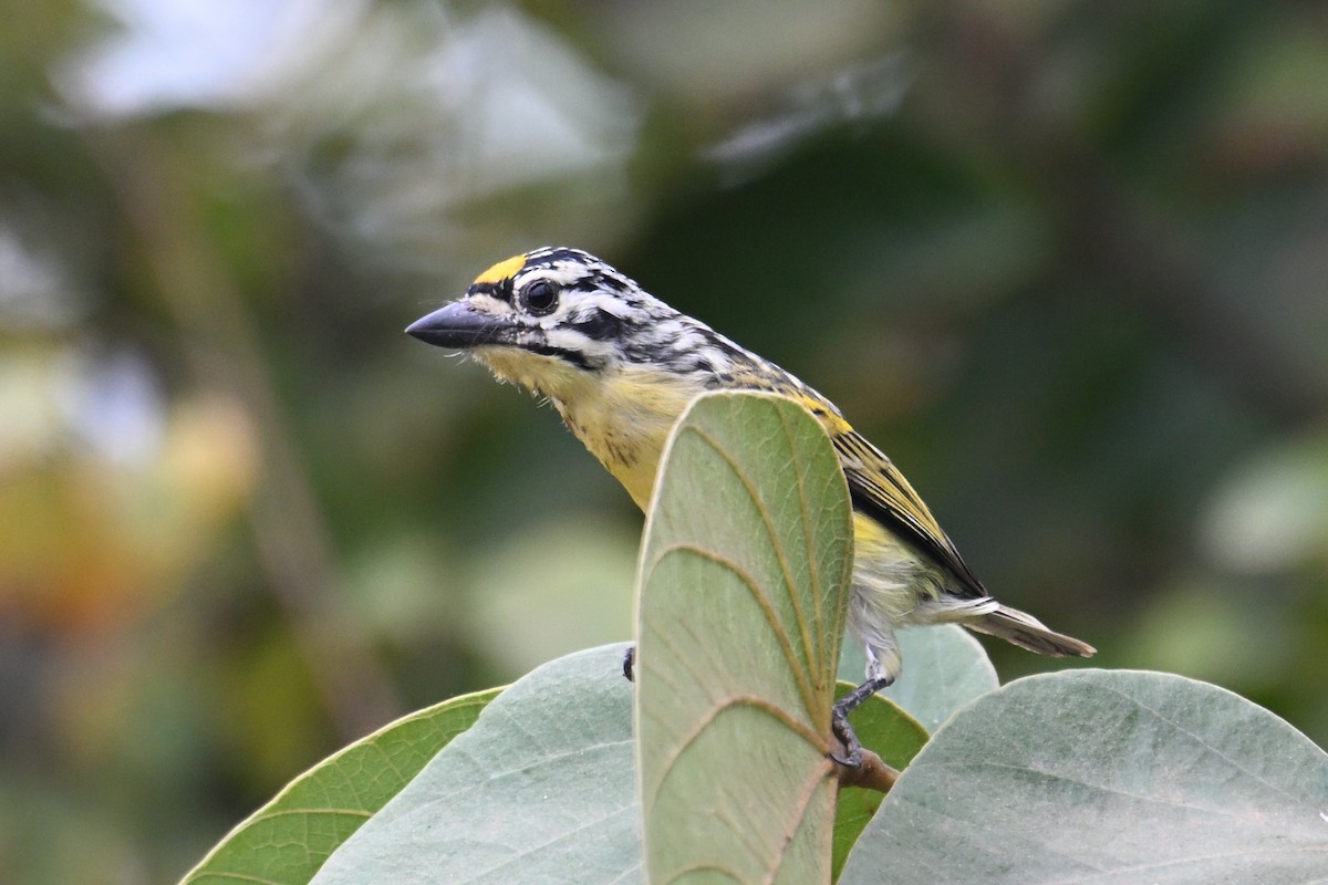 Yellow-fronted Tinkerbird - ML650955571