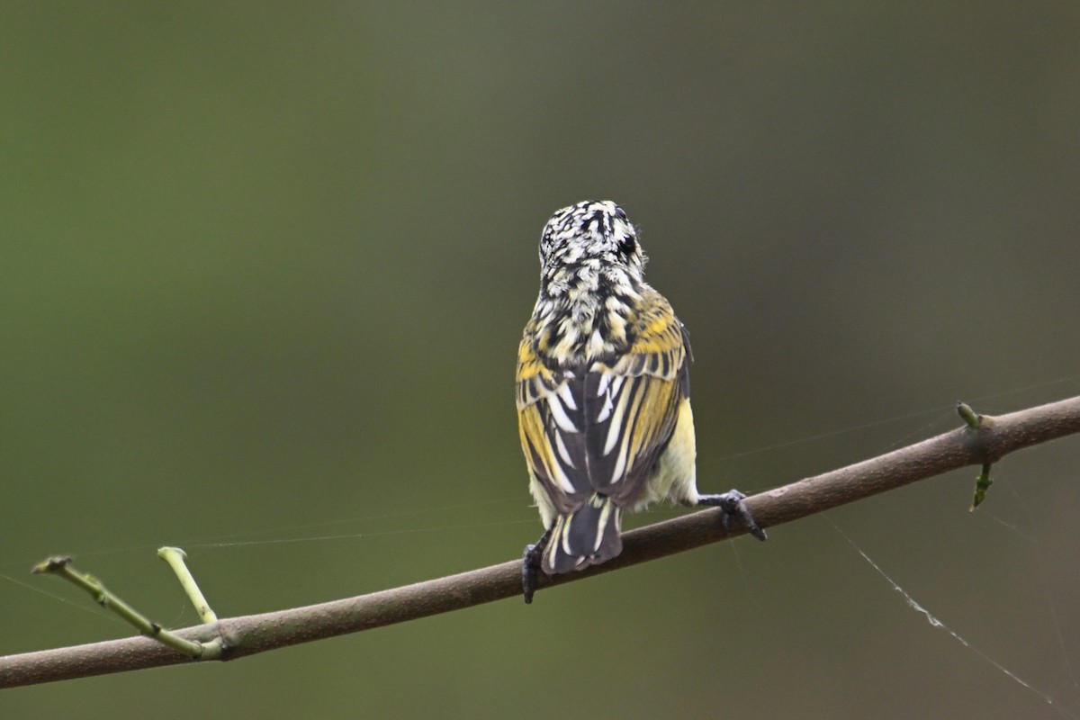 Yellow-fronted Tinkerbird - ML650955572