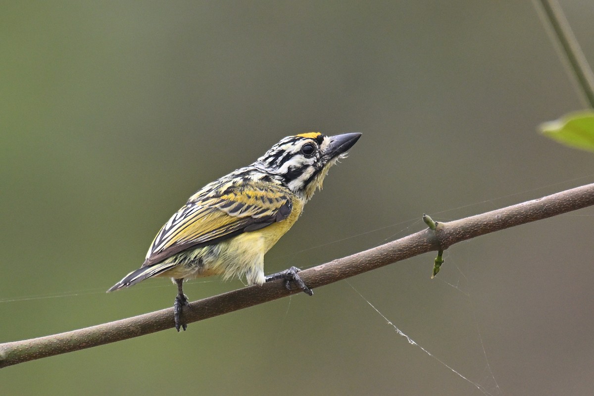 Yellow-fronted Tinkerbird - ML650955573