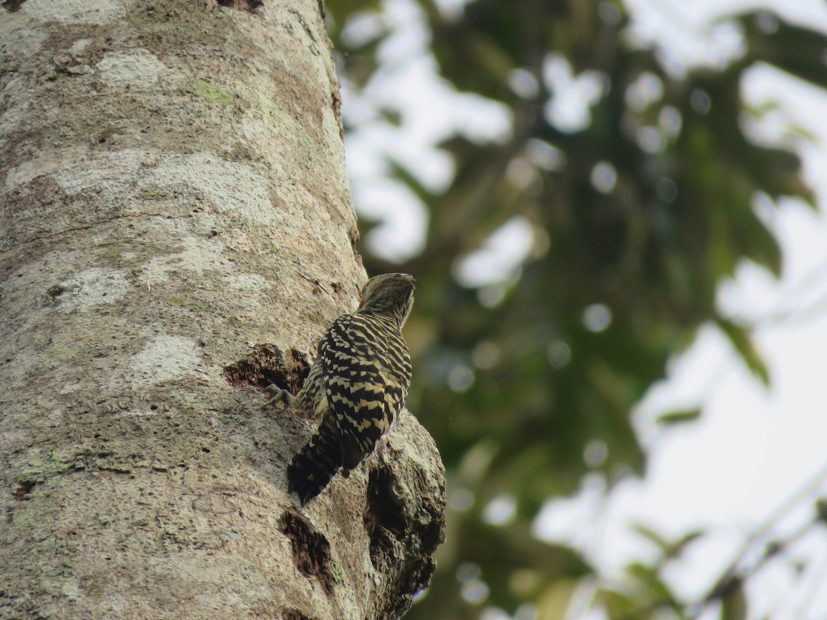 Buff-rumped Woodpecker - ML650955592