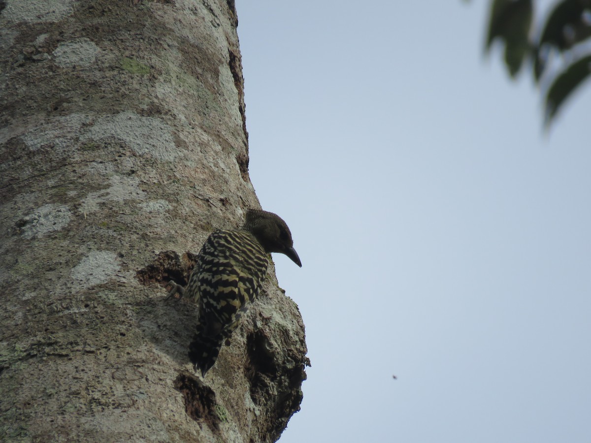 Buff-rumped Woodpecker - ML650955593
