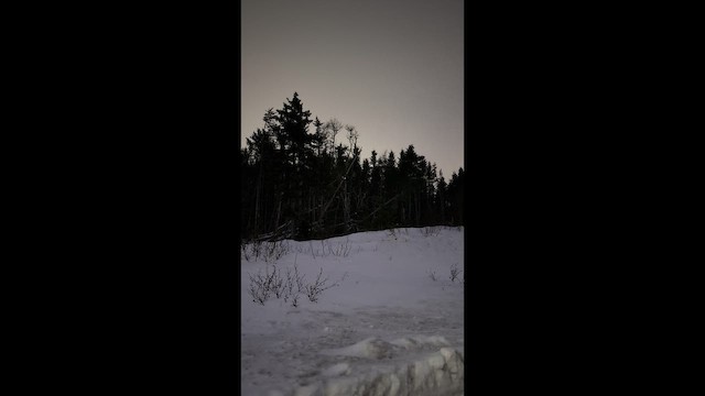 アメリカワシミミズク - ML650955620