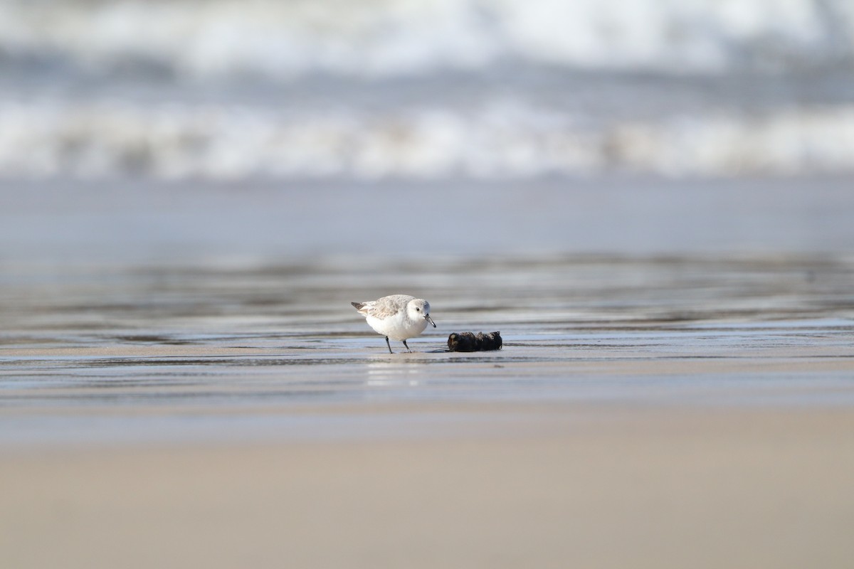 Песчанка - ML650955863