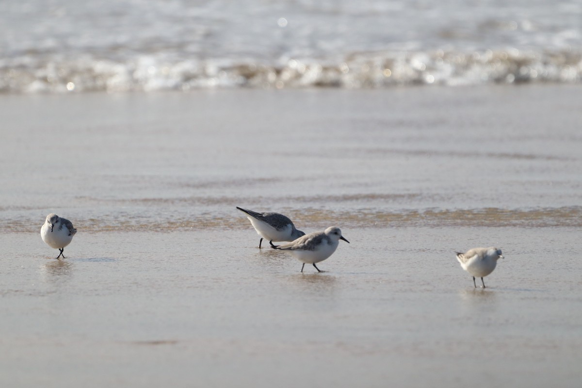 Песчанка - ML650955886