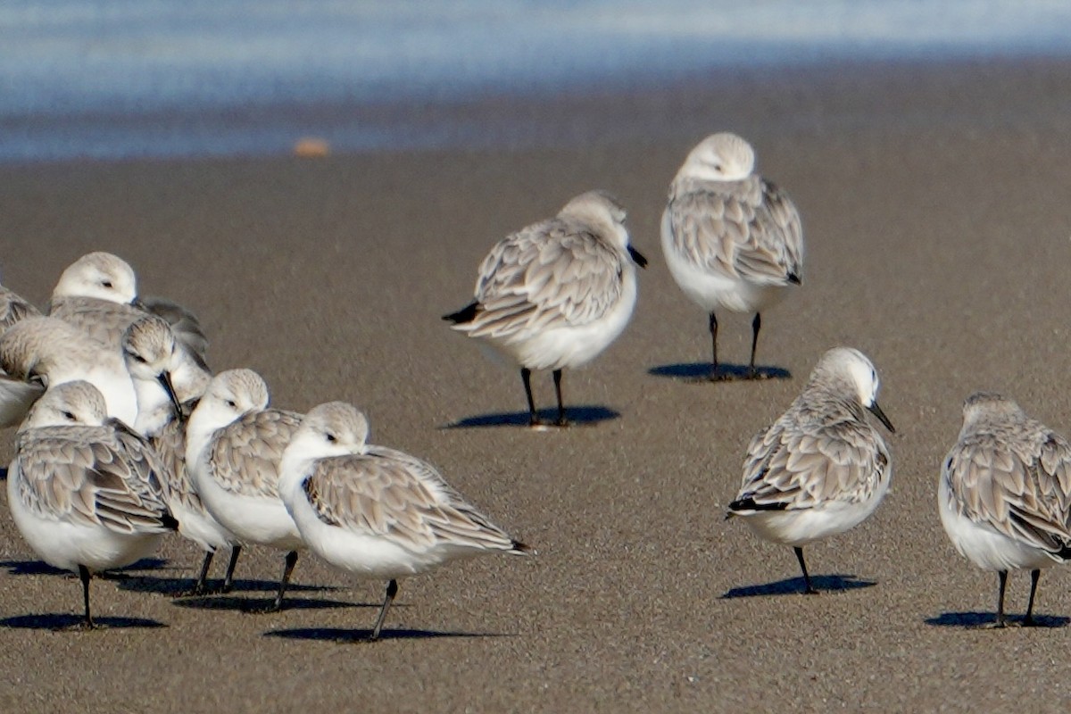 Песчанка - ML650955901