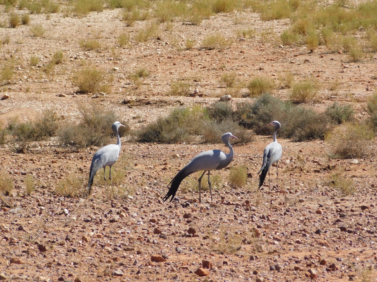 Blue Crane - ML650955957