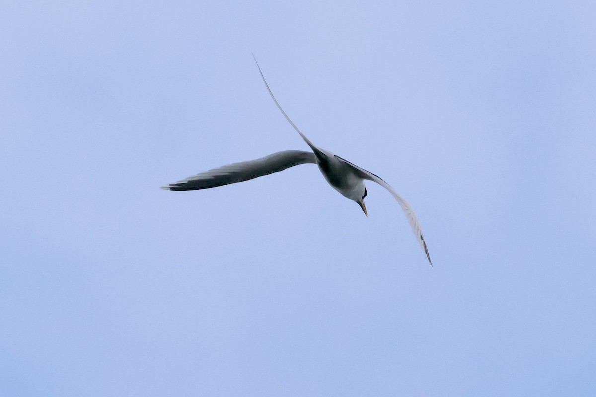 シラオネッタイチョウ - ML650956160