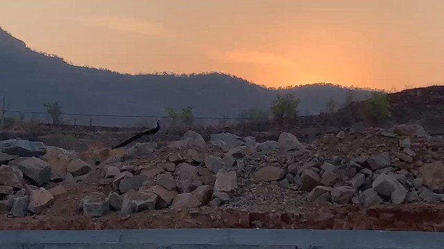 Indian Peafowl - ML650956530