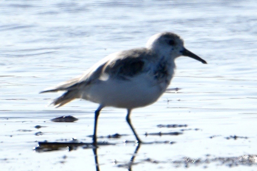 Песчанка - ML650956862