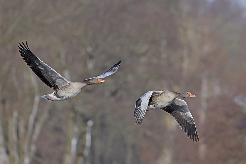 灰雁 - ML650956933