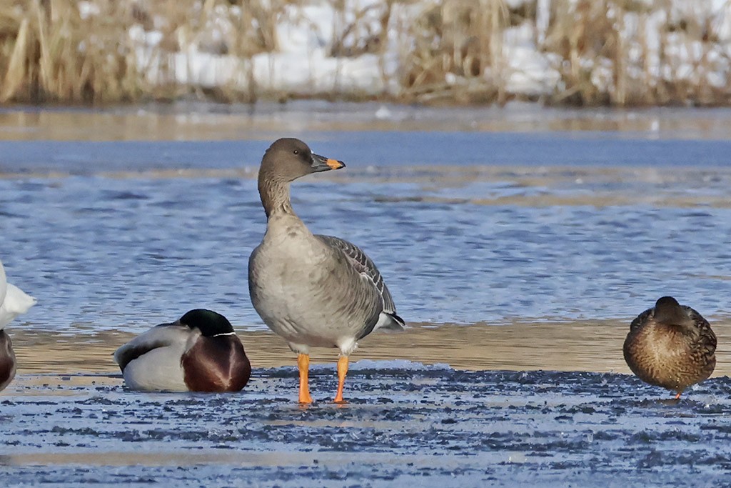 凍原豆雁 - ML650956939