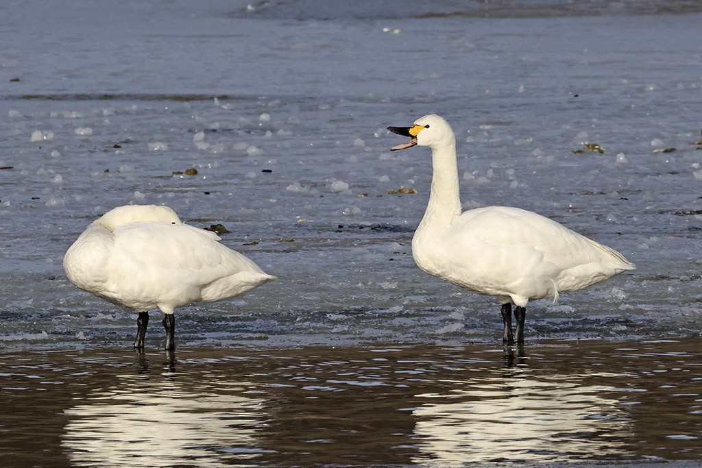 小天鵝 - ML650956945