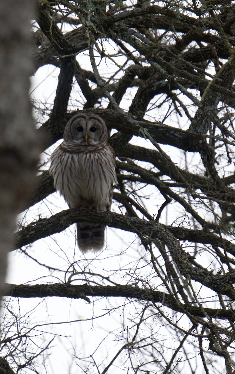 Barred Owl - ML650956958