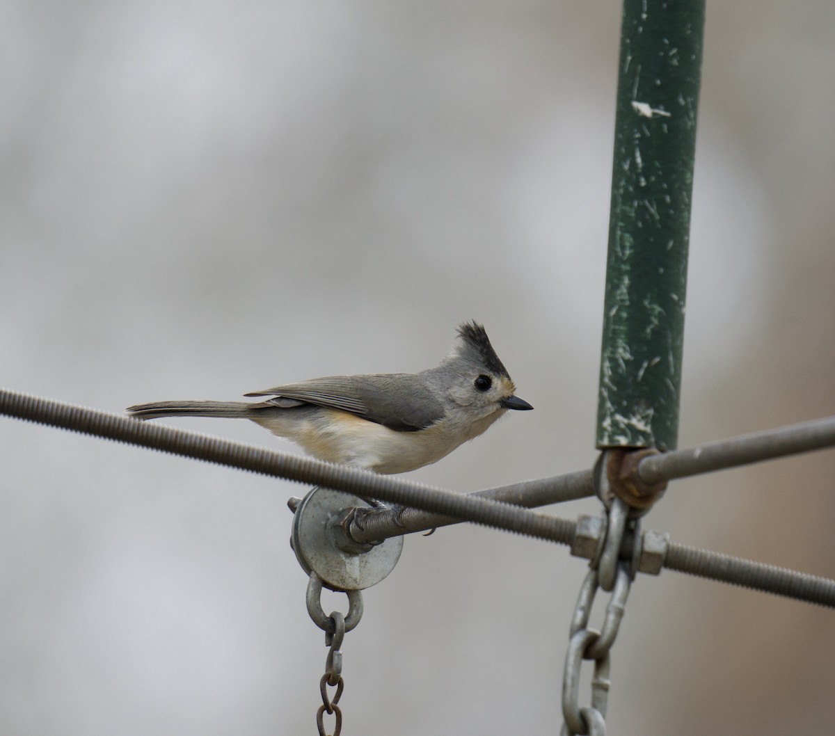 Black-crested Titmouse - ML650956964