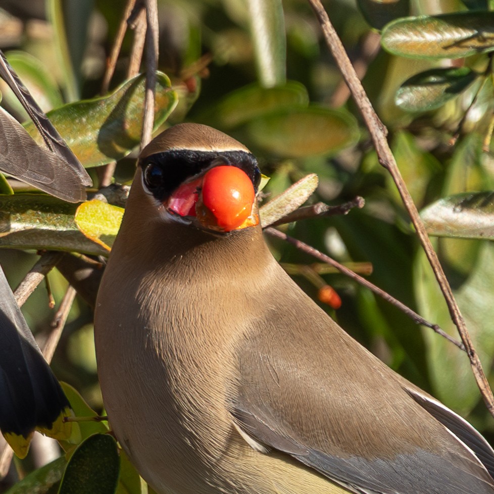 ヒメレンジャク - ML650957074