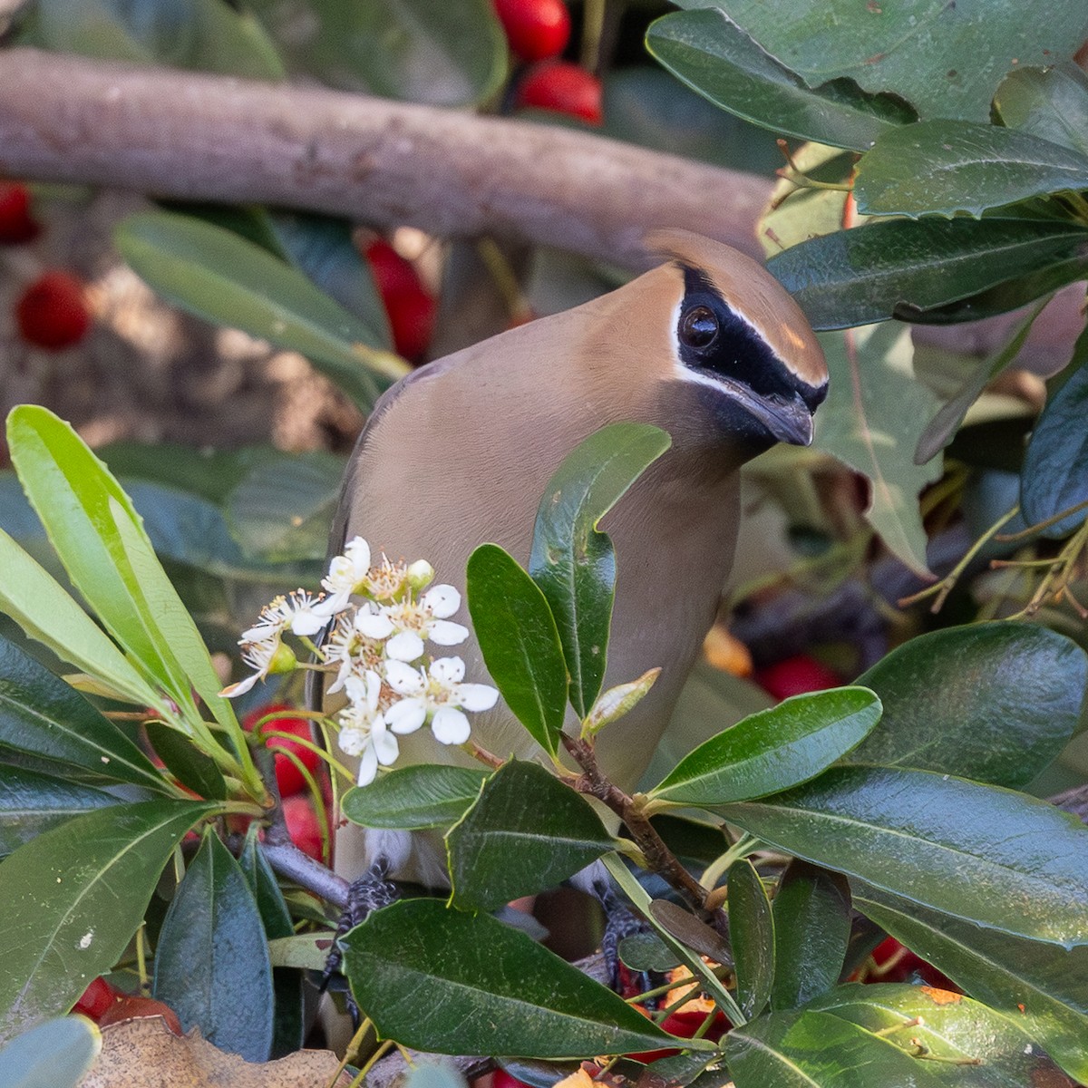 ヒメレンジャク - ML650957131