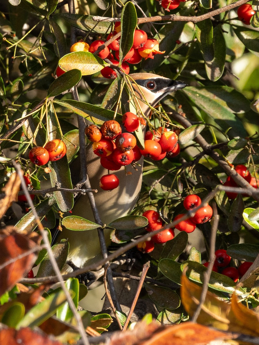 ヒメレンジャク - ML650957139