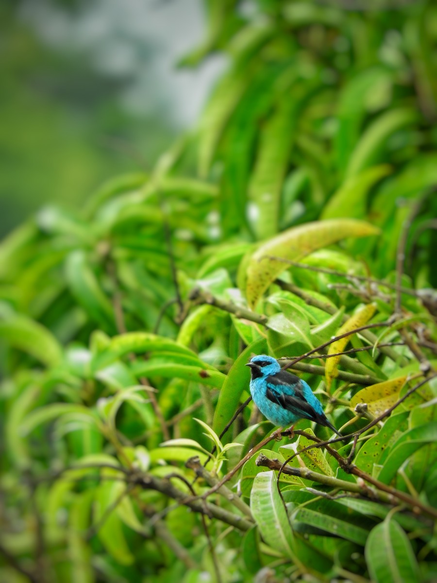 ヒワミツドリ - ML650957200