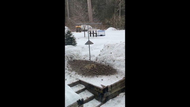 čížek žlutý - ML650957641